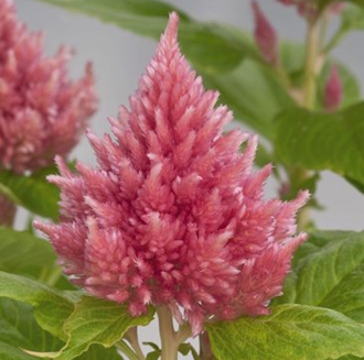 целозия метельчатая    Celosia plumosa